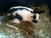 kaninchen01