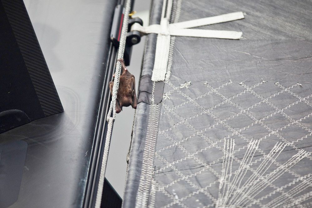 Unintelligenter Ruheplatz. Eine Fledermaus hat es sich unter dem Großsegelrutscher von Abu Dhabi gemütlich gemacht. © Nick Dana/Abu Dhabi Ocean Racing/Volvo Ocean Race