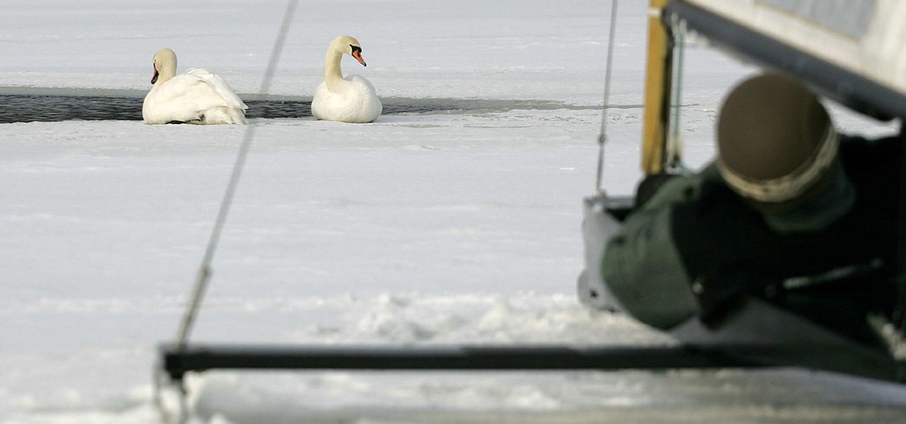 Schwäne im Visier. Eissegeln auf der Warnow. © RostockSailing Schwäne im Visier. Eissegeln auf der Warnow. © RostockSailing