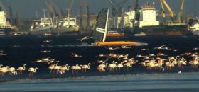 Vestas Sairocket auf ihrem Speed-Strip hinter Flamingos. © Sailrocket