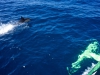 Kumpel Kielbombe. Delphin-Besuch bei Brunel. © Stefan Coppers/Team Brunel/Volvo Ocean Race