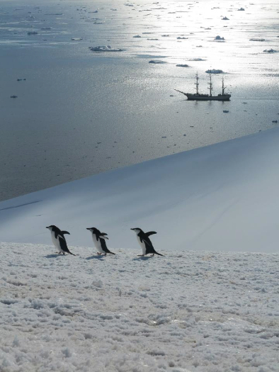 Pinguine und andere Wasservögel © facebook europa