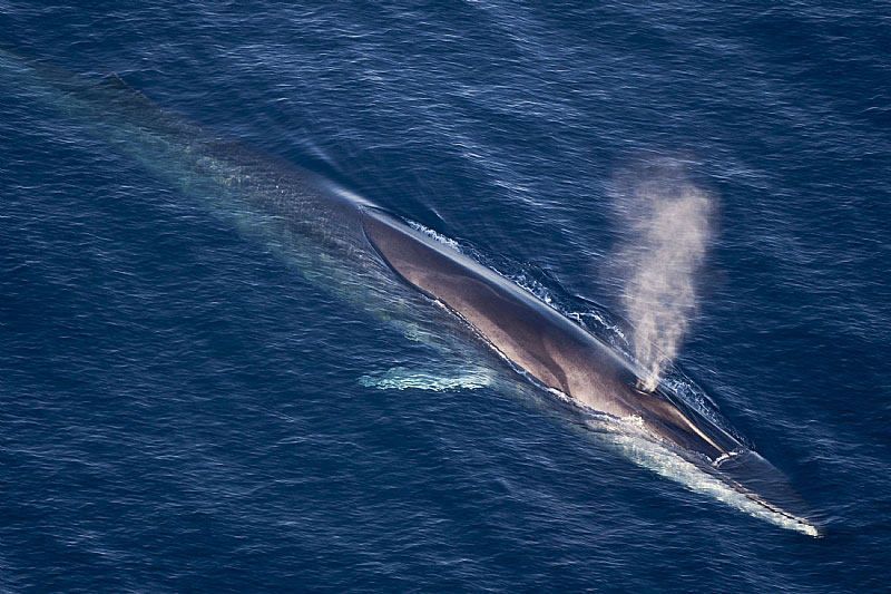 Ein Finnwal legt sich der Flotte in den Weg bleibt aber unbehelligt.
