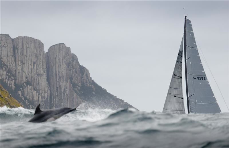 ...Die TP 52 `Calm´ wird sogar von einem Delphin begleitet.  © Rolex / Kurt Arrigo