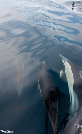 Delfine scheinen immer dabei zu sein © terradagua