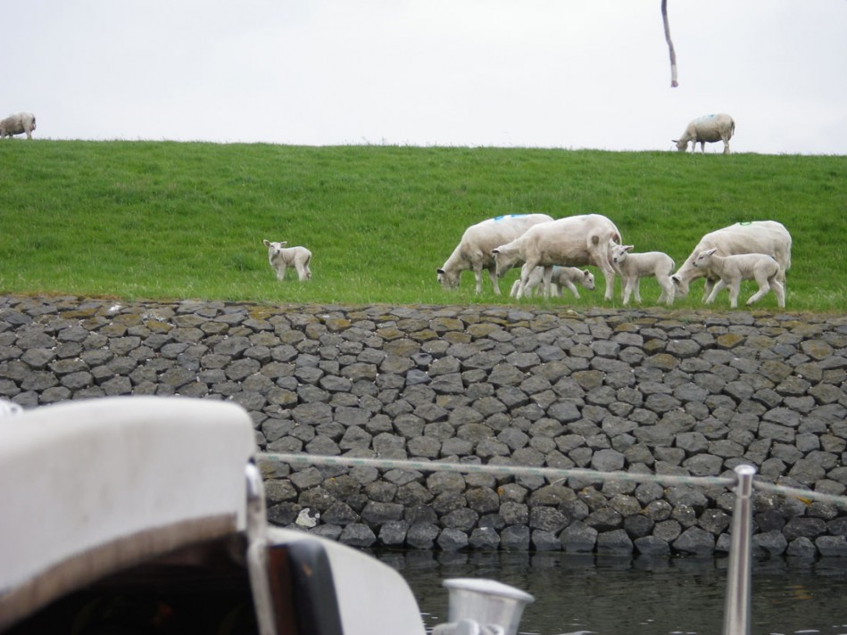 ...sind Schafe ein ständiger Gast. Im Hafen... © SegelReporter.com