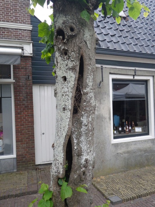 ...fällt uns ein hohler Baum auf, der laute Töne von sich gibt. Junges, ... © SegelReporter.com