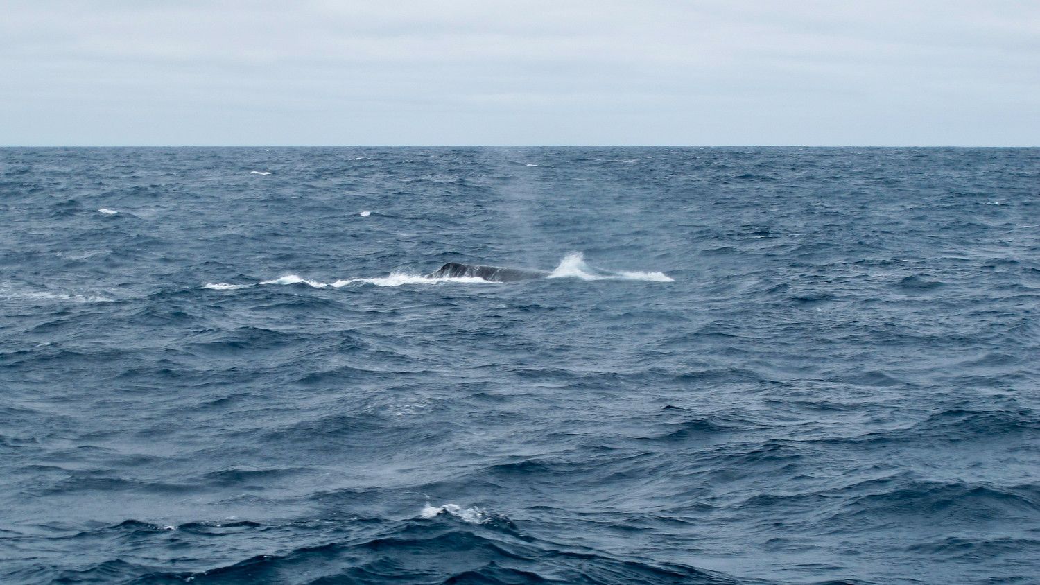 Telefonica begegnet einem Wal. Hübsch, aber diese Tiere sind als Hindernisse die natürlichen Feinde der VO70. © Diego Fructuoso/Team Telefonica/Volvo Ocean Race Race