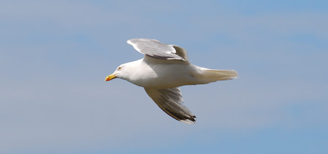 Möwe rettet Schiffbrüchige