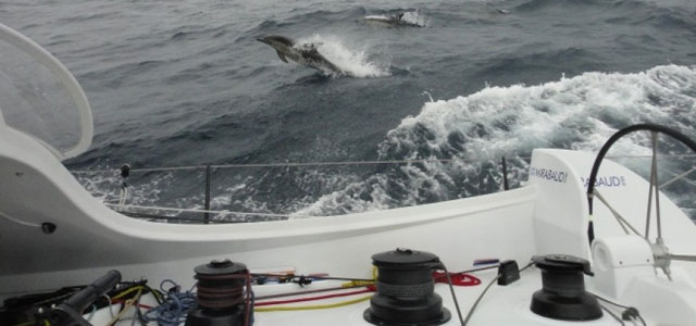 "Mirabaud" bekommt Besuch von Delfinen. Sie müssen sich anstrengen, um den Speed zu halten.