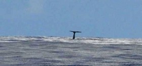 Schaurig, schöne Begegnung mit einem Wal. Bei stärkerem Wind können die Open60-Piloten auf eine solche Nähe zu den Meeressäugern verzichten. © FNOB