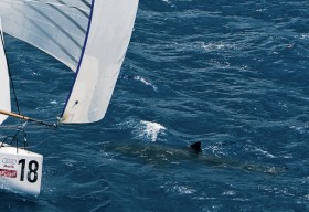 Segler kommen immer mal wieder in Kontakt mit Haien. Dieser sieben Meter lange Walhai vor dem Bug von Schümanns TP52 beim Med Cup 2008 ist allerdings ungefährlich. © Martinez/MedCup2008-cut