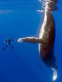 Begrüßung unter Wasser. Ein Taucher betrachtet das unebene Profil der Buckelwal-Flosse aus der Nähe. © taucher.net