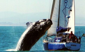 Legendärer Wal-Schnappschuss: 2010 springt vor Kapstadt ein Buckelwal auf eine Yacht. © Cape Town Sailing Academy Legendärer Wal-Schnappschuss: 2010 springt vor Kapstadt ein Buckelwal auf eine Yacht. © Cape Town Sailing Academy