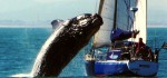 Legendärer Wal-Schnappschuss: 2010 springt vor Kapstadt ein Buckelwal auf eine Yacht. © Cape Town Sailing Academy
