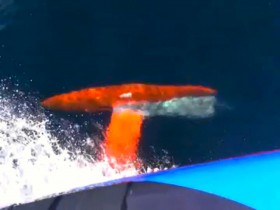 Das abgerissene Fischernetz hat sich an der Kielfinne kurz über der Bombe verfangen und bremst. © Le Cam/SYNERCIEL Das abgerissene Fischernetz hat sich an der Kielfinne kurz über der Bombe verfangen und bremst. © Le Cam/SYNERCIEL