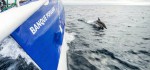 Delphin und Segelboot