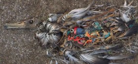 Albatros-Küken auf Midway mit Plastik-Müll im Magen