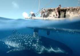 Vor allem unter Wasser lauerte Gefahr für die Expedition. Ob mit einem Walhai, der sich den Buckel kratzen will… © nordisk Kon tiki, Oscar