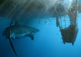 … oder einem Weißen Hai, dem Nichtschwimmer heyerdahl offenbar von seiner meuternden Crew zum Fraß vorgeworfen wird © nordisk Kon-Tiki, Oscar