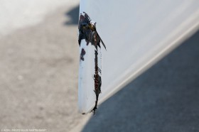 Die Bugspitze ist gequetscht. Beim folgenden Fleetrace gibt Luna Rossa wegen eines anderen Schadens auf, der mit dem Crash aber zusammenhängen könnte. © ACEA / Gilles Martin-Raget Luna Rossa