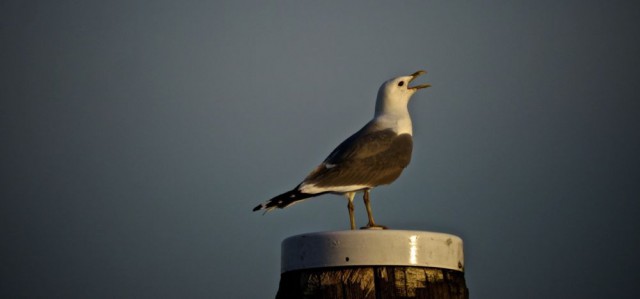 Möwe beim Digger Törn