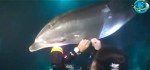 Video Fundstück: Vor Hawaii bittet ein Delfin Taucher um Hilfe