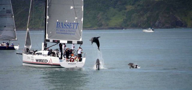 Springende Delfine bei der Bay of Islands Sailing Week. © BISW Delfin Sprung