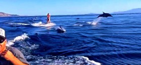 Delfin Surfing