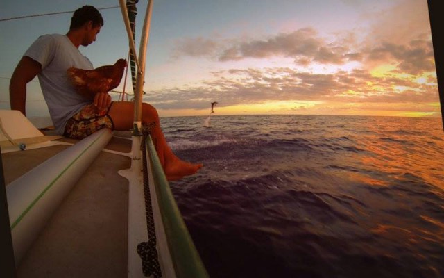 Gesellschaft: Solo-Segler nehmen ihre Hühner mit auf Törn | SegelReporter