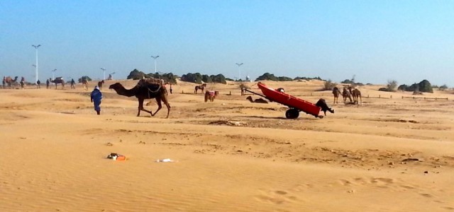 Dromedar, Kamel, Anhänger
