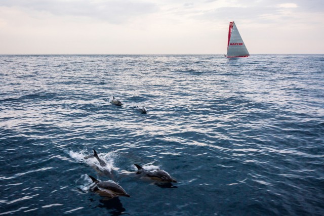Eine Gruppe Delfine begleitet Alvimedica beim Zweikampf mit Mapfre. © Amory Ross / Team Alvimedica / Volvo Ocean Race Volvo Ocean Race