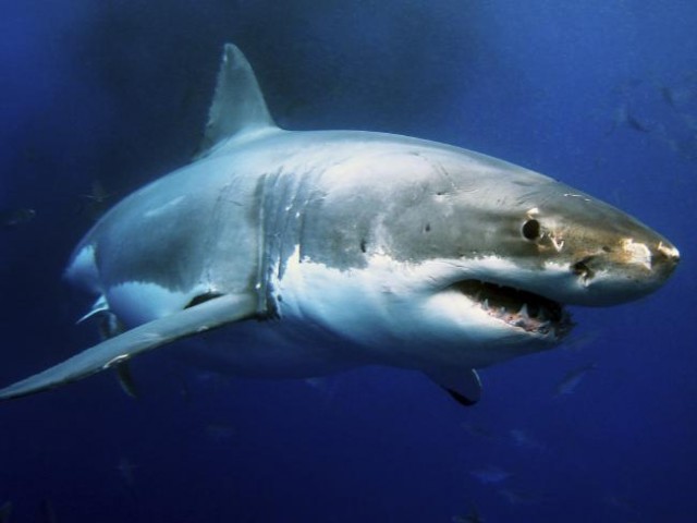 Lässt sich so ein hungriger Außenbordkamarad wirklich von magnetischen Feldern am Fußgelenk seines Opfers abschrecken? © sharkbanz Hai, Angriff, Abwehr