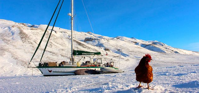 Huhn, Bordkameradin, Abenteuer, Arktis