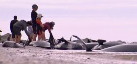 Wale, Strandung, Neuseeland