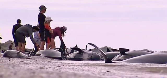 Wale, Strandung, Neuseeland