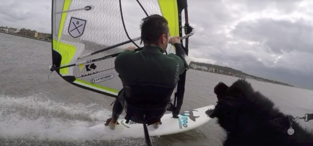 Surfer, Hund
