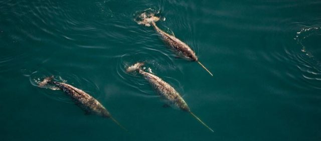 So viel grandiose Natur auf einmal – ich habe sogar mehrfach Narwale direkt neben meinem Boot gesehen!” © bourgnon Yvan Bourgnon, Arktis, Nordwestpassage