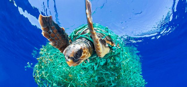 Todesfalle, nicht nur für Schildkröten – Plastiknetze bilden einen Großteil des pazifischen Müllstrudels © ocean cleanup Plastik, Müll, Umweltschmutz