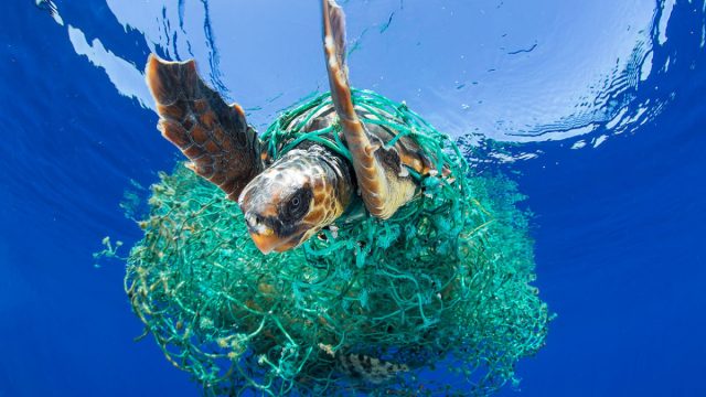 Plastik, Müll, Umweltschmutz