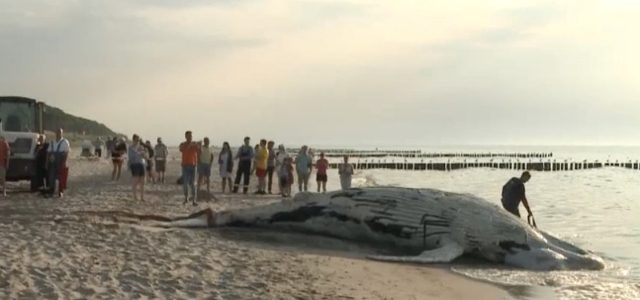 Toter Wal, Ostsee