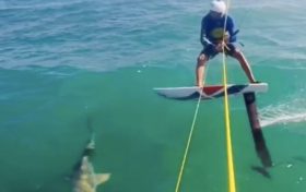Kite, Hai, Foil