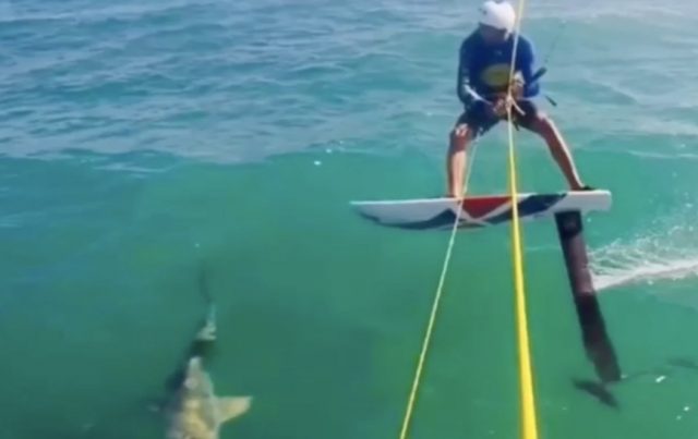 Kite, Hai, Foil