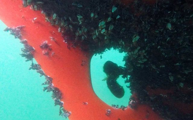 Vielleicht hätte Randmaa sich einige Muschel-Gerichte zubereiten sollen? So sah jedenfalls sein Unterwasserschiff beim obligatorischen Zwischenstopp in Hobart aus! © ggr