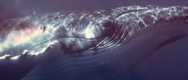 Harpunierter Wal © Sea Shepherd Umwelt, Delfine, Wale, Sea Shepherd