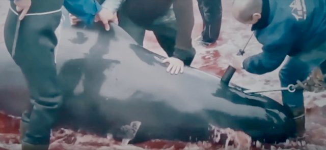 Sinnloses Abschlachten © sea shepherd Umwelt, Delfine, Wale, Sea Shepherd