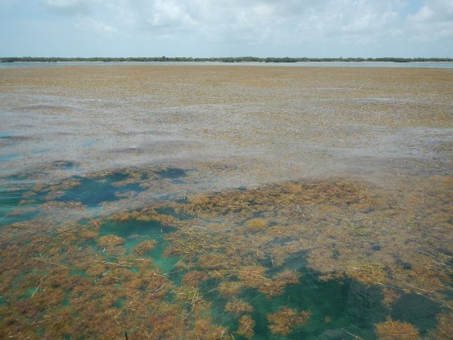 Braunalgen, so weit das Auge reicht © Brian Lapointe/Florida Atlantic University’s Harbor Branch Oceanographic Institute