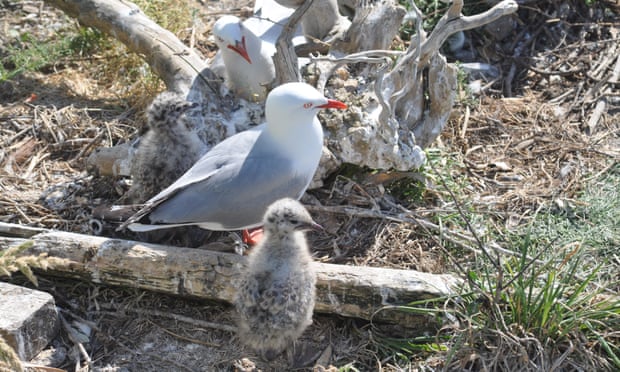 Die Bestände der Möwen mit den roten Schnäbeln gingen in ganz Neuseeland in den vergangenen Jahren drastisch zurück © Auckland Council