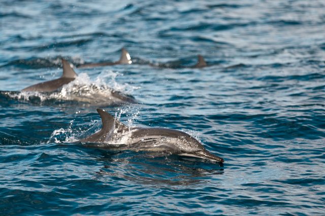 Millionen Delfine Im Indischen Ozean Verendet Auch In Frankreich Rekord Todesraten Segelreporter