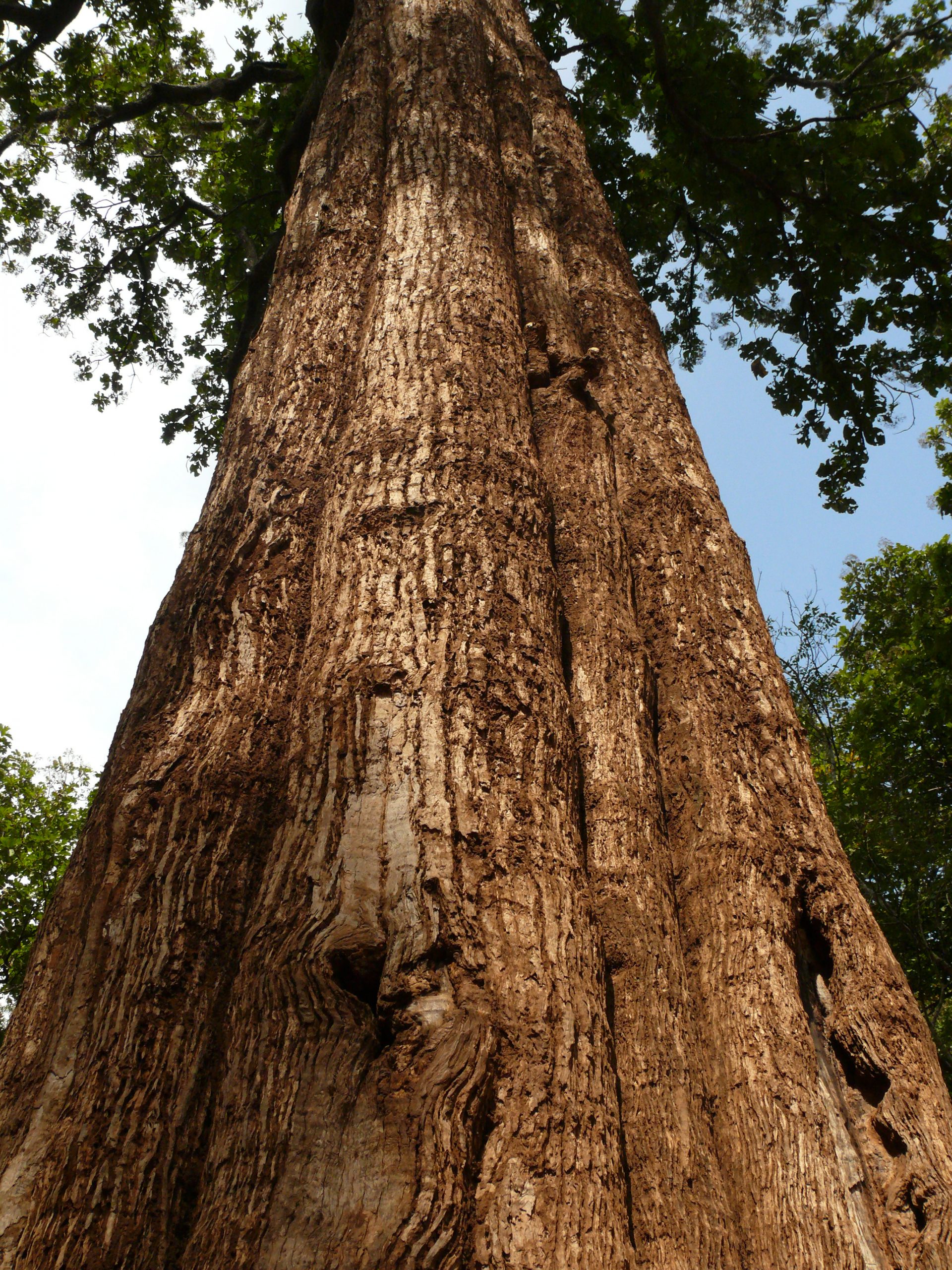 Teak ist das Holz des Tropenbaums Tectona grandis (Copyright: P. Jeganathan) Teak ist das Holz des Tropenbaums Tectona grandis.